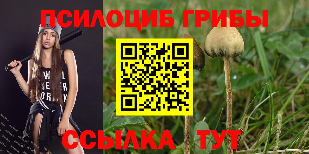 Псилоцибиновые грибы Psilocybine cubensis Электрогорск